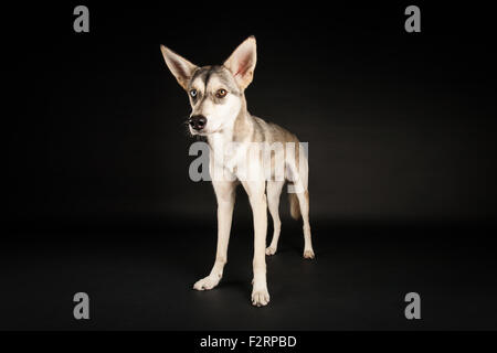 American Indian Dog stehend auf schwarzem Hintergrund Stockfoto