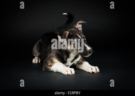Staffordshire Terrier / Husky mix Stockfoto