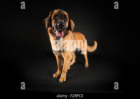 Vorderansicht eines glücklich aussehende 10 Monate alten Leonberger Welpen Stockfoto
