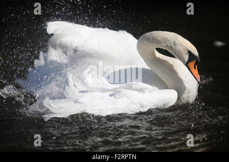 Swan planschen an einem sonnigen Tag Stockfoto