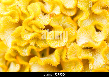 Hahnenkamm-Blumen Stockfoto