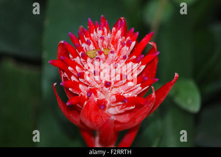 Roter Ingwer, Strauß Plume, Pune, Maharashtra, Indien Stockfoto