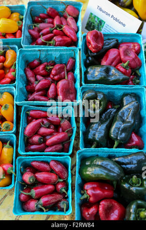 Lokal angebauten Chilischoten auf dem Display auf dem Bauernmarkt an der Main Street in der Innenstadt von Greenville, South Carolina. Stockfoto