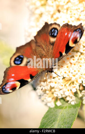 Tagpfauenauge auf einer Blume in einem schottischen Garten Stockfoto