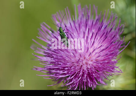 Falsches Öl Käfer, dicken Beinen, weibliche (ohne geschwollenen Hinterbeine Oberschenkelknochen) ernähren sich von einem Speer Distel Blume, Julyangiosperm Stockfoto