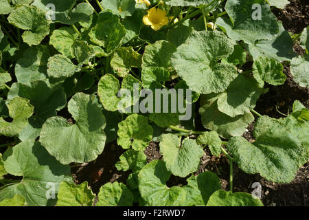 Cucumber Mosaic Virus, CMV, Symptome auf eine Squash Pflanze, Cucurbita spp., Hampshire, August. Stockfoto