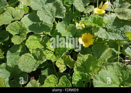 Cucumber Mosaic Virus, CMV, Symptome auf eine Squash Pflanze, Cucurbita spp., Hampshire, August. Stockfoto