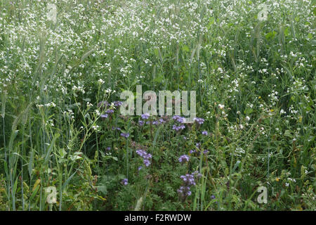 Wildblumen-Marge mit blühenden Pflanzen, Insekten und Tiere neben landwirtschaftlichen Kulturen, Berkshire, September zu gewinnen Stockfoto