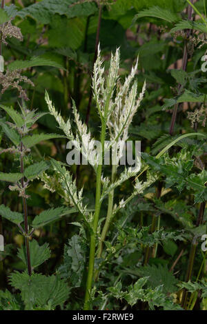 Weißes Blatt, Chlorosen der schleichenden Distel, Cirsium Arvense, verursacht durch eine Bakterienkrankheit Pseudomonas Syringae pv tagetis Stockfoto