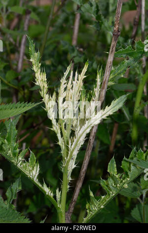 Weißes Blatt, Chlorosen der schleichenden Distel, Cirsium Arvense, verursacht durch eine Bakterienkrankheit Pseudomonas Syringae pv tagetis Stockfoto