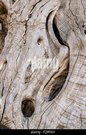 Olive Tree Trunk, Mittelmeer, Europa Stockfoto