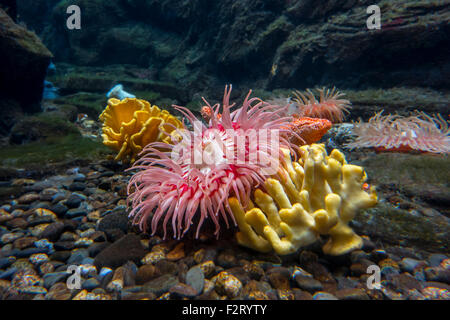 Seeanemonen im Aquarium Oceanopolis - Ozean-Entdeckerpark - an Brest, Bretagne, Frankreich Stockfoto