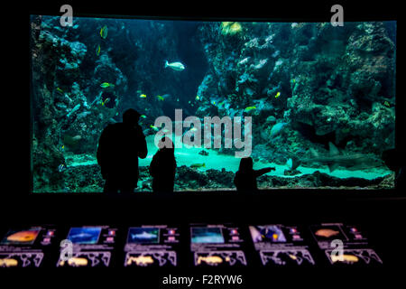 Vater mit zwei Kindern betrachten Fische im großen Aquarium Oceanopolis - Ozean-Entdeckerpark - an Brest, Bretagne, Frankreich Stockfoto