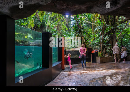 Besucher betrachten tropische Fische in riesigen Aquarium Oceanopolis - Ozean-Entdeckerpark - an Brest, Bretagne, Frankreich Stockfoto