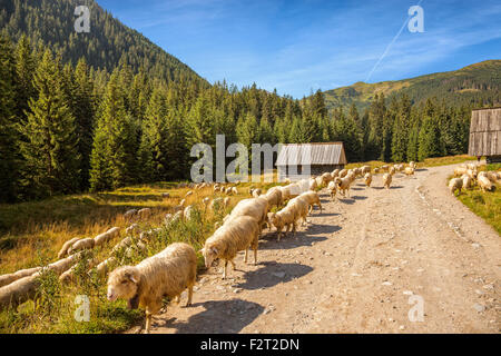 Schafbeweidung im Chocholowska-Tal in der Tatra, Polen. Stockfoto