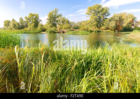 Schöner Abschluss der Sommertag in der Nähe der Dnjepr mit Typha Latifolia Schilf im Wasser. Bäume im Hintergrund Stockfoto