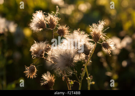 Kanadische Distel, aka Cirsium Arvense, seinen Samen in den Wind bei Sonnenuntergang mit Sonnenlicht hinter die Freigabe. Closeup. Rumänien. Stockfoto