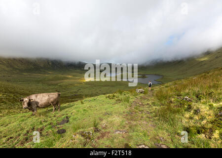 Kuh und Wanderer innerhalb der Caldeirão, die Reste der letzten plinianische Eruption auf der Insel Corvo, Stockfoto