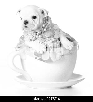 weibliche Welpen - Bulldog sitzen in eine Teetasse auf weißem Hintergrund - 7 Wochen alt Stockfoto