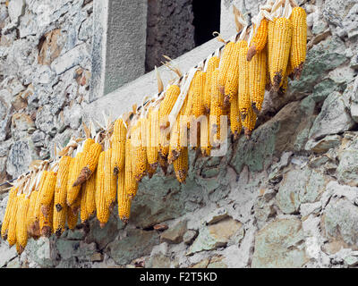 Lunigiana, Italien. Kleinbäuerliche Landwirtschaft. Maiskolben außerhalb zum Trocknen gehängt. Stockfoto