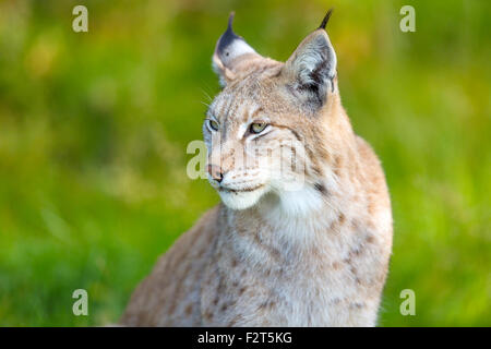 Eurasischer Luchs sitzen in dem grünen Rasen Stockfoto