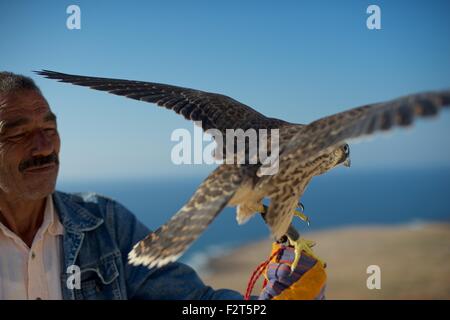 Falkner halten eine Barbary Falcon auf dem jährlichen Festival de L'epervier oder Falknerei Festival in El Haouaria in Tunesien Stockfoto