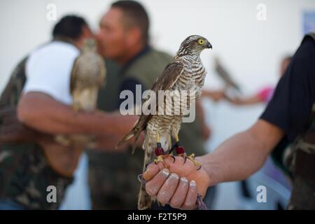 Barbary Falcon auf dem jährlichen Festival de L'epervier oder Falknerei Festival in El Haouaria in Tunesien Stockfoto