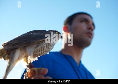 Falkner halten eine Barbary Falcon auf dem jährlichen Festival de L'epervier oder Falknerei Festival in El Haouaria in Tunesien Stockfoto