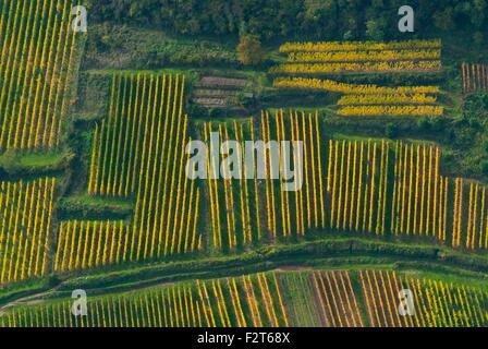 Frankreich, Haut Rhin (68), Weinstraße, Wintzenheim, Weinberge auf Hügel im Herbst (Luftaufnahme) Stockfoto