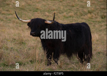 Schwarze Highland Kuh stehen lange Gras in einem Feld unterhalb Stirling Castle. Stockfoto