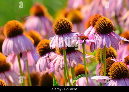 Sonnenhut (Echinacea Purpurea) Stockfoto