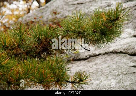 Gelb und grün Herbst Tannennadeln mit hängenden Wassertropfen aus nächster Nähe über die Felsen-Hintergrund. Stockfoto