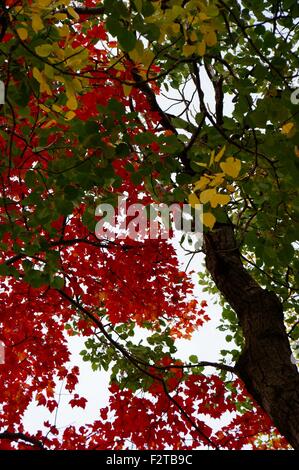 Zweige der drei verschiedene Bäume mit grünen, gelben und roten Blättern. Stockfoto