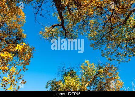 Ejina. 23. Sep, 2015. Foto aufgenommen am 23. September 2015 zeigt den einsamen Pappel (Populus Euphratica) Wald in Ejina Banner, Nordchinas Innere Mongolei autonome so goldene Blätter im Herbst ziehen viele Touristen an. © Lian Zhen/Xinhua/Alamy Live-Nachrichten Stockfoto