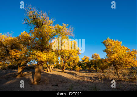 Ejina. 23. Sep, 2015. Foto aufgenommen am 23. September 2015 zeigt den einsamen Pappel (Populus Euphratica) Wald in Ejina Banner, Nordchinas Innere Mongolei autonome so goldene Blätter im Herbst ziehen viele Touristen an. © Lian Zhen/Xinhua/Alamy Live-Nachrichten Stockfoto