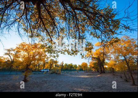 Ejina. 23. Sep, 2015. Foto aufgenommen am 23. September 2015 zeigt den einsamen Pappel (Populus Euphratica) Wald in Ejina Banner, Nordchinas Innere Mongolei autonome so goldene Blätter im Herbst ziehen viele Touristen an. © Lian Zhen/Xinhua/Alamy Live-Nachrichten Stockfoto