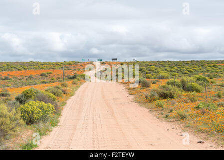 Flecken von orange wilde Blumen so weit das Auge sehen. Namaqualand, Südafrika Stockfoto