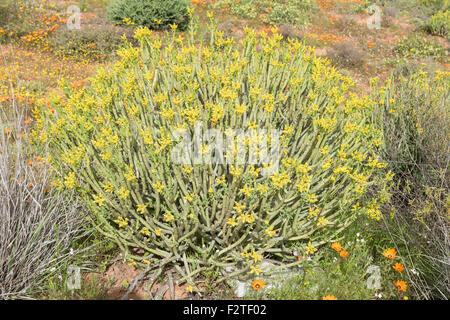 Bleistift Milkbush, Euphorbia Mauritanica ist ein Strauch bis zu 1 Meter hoch mit Runde, grüne Zweige, die weißen Strahlen sap wenn ich Stockfoto