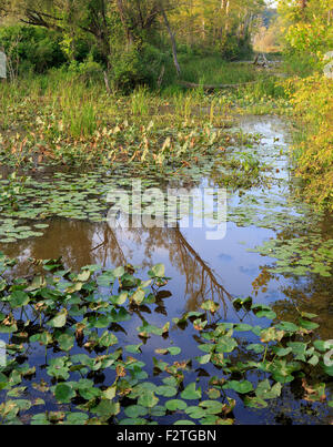 Wasser und Seerosen am Beaver Pond in Cuyahoga Valley National Park, Ohio. Stockfoto