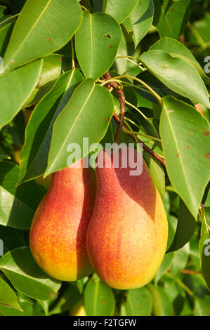 Zwei große Reife rote gelbe Birnenfrucht am Baum Stockfoto