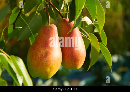 Zwei große Reife rote gelbe Birnenfrucht am Baum Stockfoto