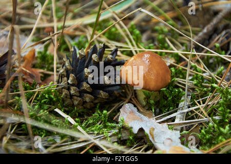 Kleine Suillus Luteus Pilz in der Nähe der Tannenzapfen Stockfoto