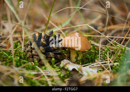 Kleine Suillus Luteus Pilz in der Nähe der Tannenzapfen Stockfoto