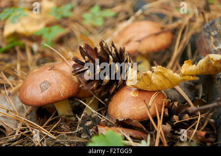 Vier kleine Suillus Luteus Pilz und Kiefer Kegel auf Sie Stockfoto