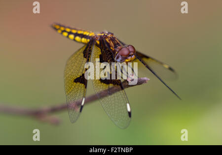 Libelle (Odonata), schwarz, gelb und klar Flügel, in der Nähe von Antananarivo, zentrale Hochland Madagaskars Stockfoto