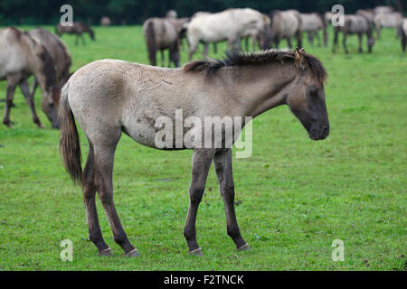 Dülmen Ponys, Fohlen, ruhen, Merfelder Bruch, Dülmen, Münsterland, Nordrhein-Westfalen, Deutschland Stockfoto