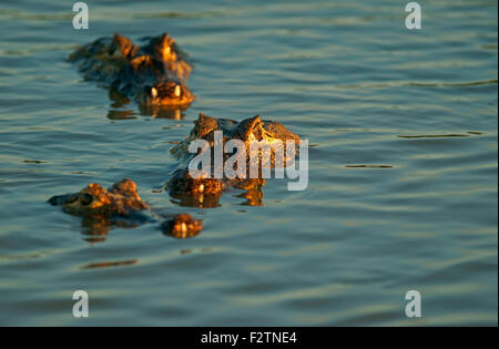 Yacare Kaimane (Caiman Yacare, Caiman Crocodilus Yacare), lauern im Wasser, Pantanal, Brasilien Stockfoto