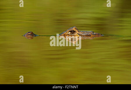 Yacare Kaiman (Caiman Yacare, Caiman Crocodilus Yacare), lauern im Wasser, Porträt, Pantanal, Brasilien Stockfoto