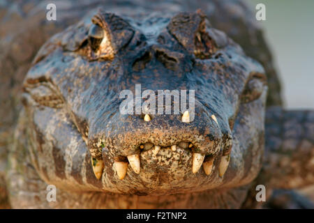 Yacare Kaiman (Caiman Yacare, Caiman Crocodilus Yacare) Porträt, Pantanal, Brasilien Stockfoto