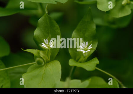 Vogelmiere, Stellaria Media, kleinen weißen Blüten und grünen Blätter eine jährliche Acker-Unkraut, Berkshire, August Stockfoto